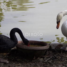 Swan by Surjya Kumar Das - Animals Birds