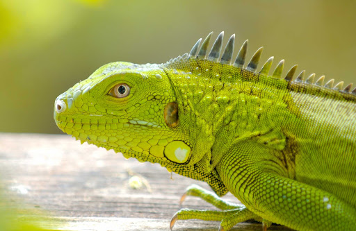 Bonaire-iguana - A green iguana poses for his closeup on  Bonaire.