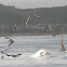 Black Headed Gull