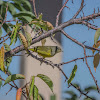 Orange Crowned Warbler