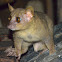 Coquerel's giant mouse lemur