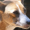 New Guinea singing dog