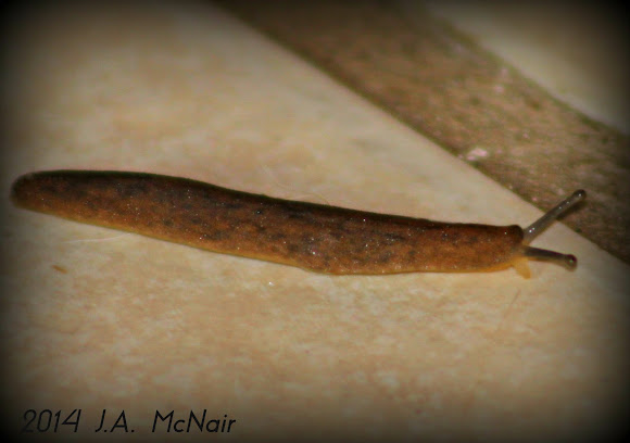 Orange Banded Arion Slug | Project Noah