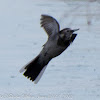 White Wagtail