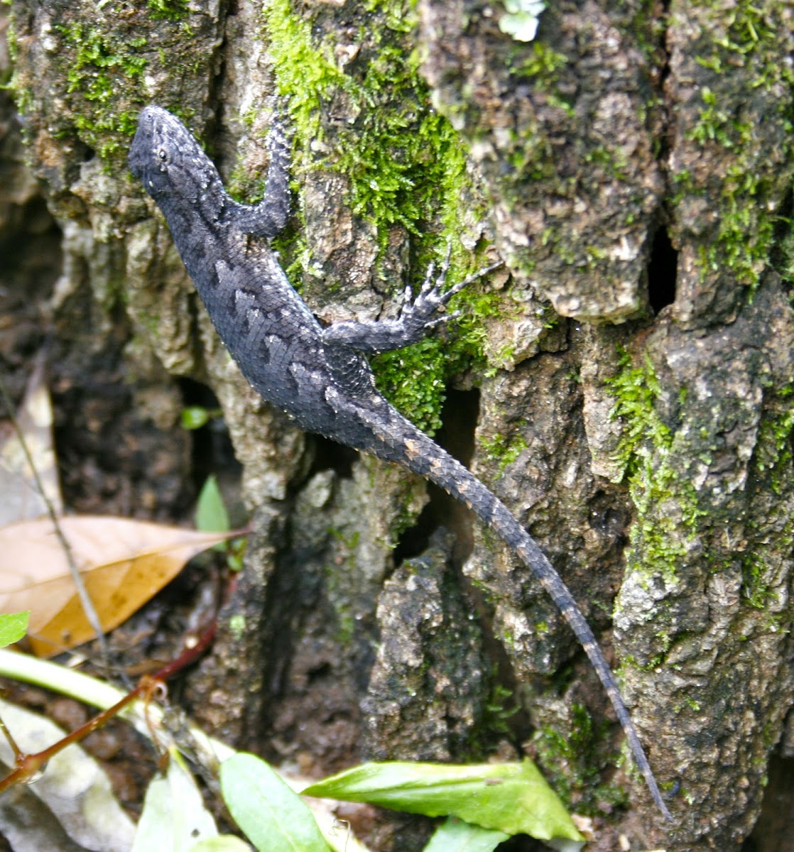 Eastern Fence Lizard, male