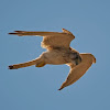 Australian Kestrel or Nankeen Kestrel (Falco cenchroides)