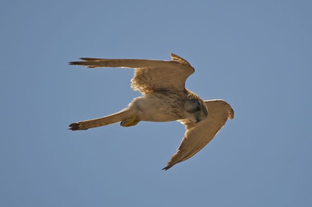 Australian Kestrel or Nankeen Kestrel (Falco cenchroides)