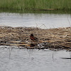 Cinnamon Teal