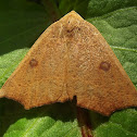 Moth   (Geometridae)