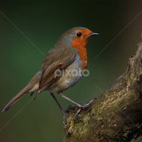Robin by Bob Rawlinson - Animals Birds