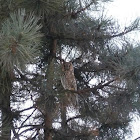 Long-eared owl