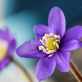 by Jane Bjerkli - Flowers Flowers in the Wild