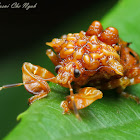 Pentatomid Shield Bug