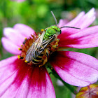 Metallic Green Bee