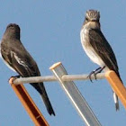 Spotted Flycatcher pair