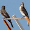 Spotted Flycatcher pair