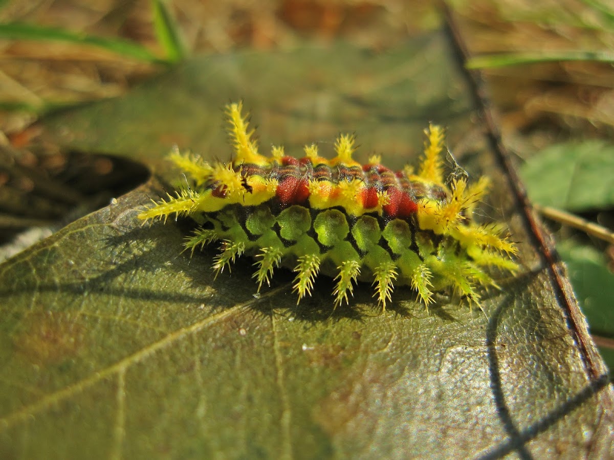 Spiny Oak Slug Caterpillar