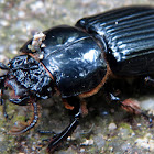 Bess Beetle (Passalidae)