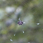 Spiny-Backed Orb Weaver