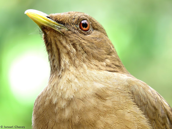 Yigüirro | Project Noah