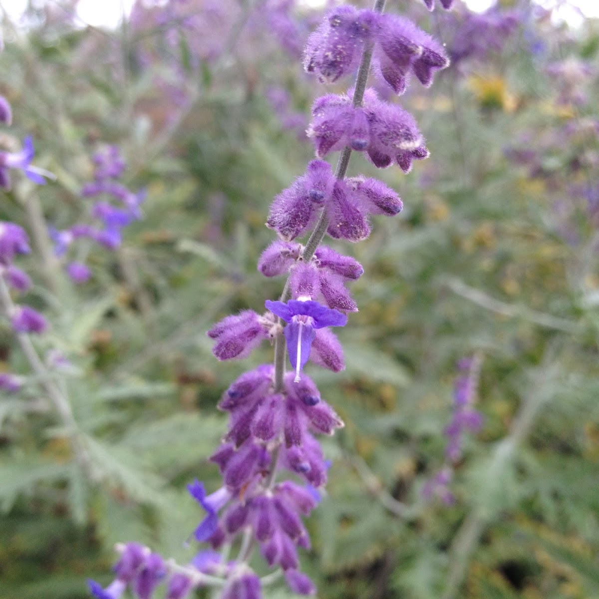 Fern-leaf lavender