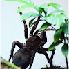 Goliath bird-eater Spider