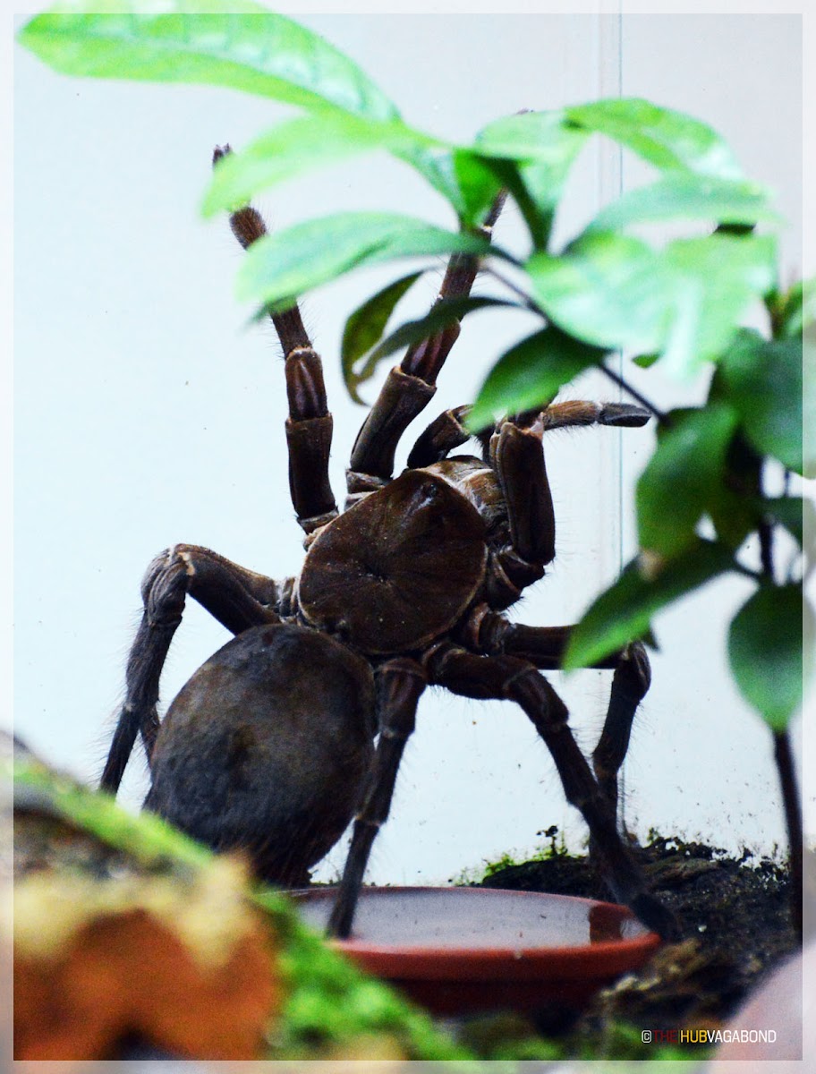 Goliath bird-eater Spider