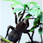 Goliath bird-eater Spider