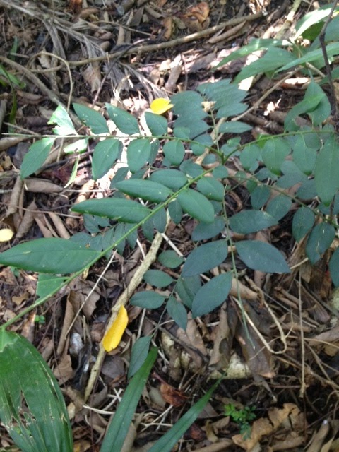 Curry Plant (Leaves)