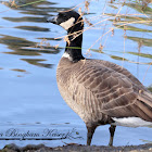 Cackling Goose