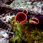 Scarlet Elf Cups