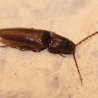 Common Brown Click Beetle