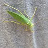 katydids or bush-crickets.