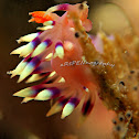 Much-Desired Flabellina