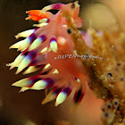 Much-Desired Flabellina