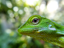 cute baby lizard by Hendrata Yoga Surya -  