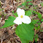 White trillium