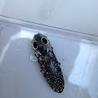 Eyed Click Beetle