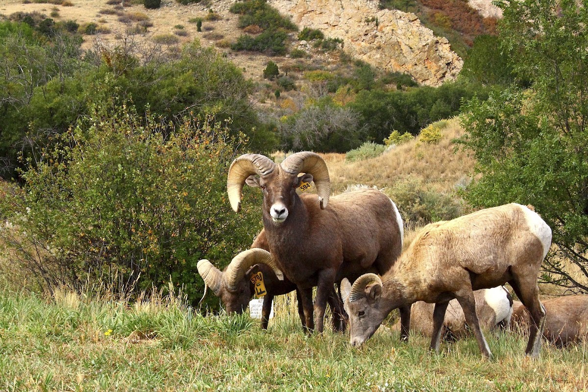 Rocky Mountain Big Horn Sheep