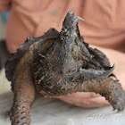 Alligator Snapping Turtle