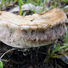 Red-staining Stalked Polypore Fungi