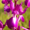 Loose-Flowered Orchid, rahlocvijetni kaćun