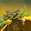 Differential Grasshopper