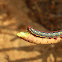 Barbary Spurge Hawkmoth Caterpillar