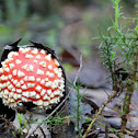 Fly Agaric or Fly Amanit