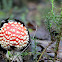 Fly Agaric or Fly Amanit