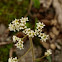 Early Saxifrage