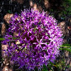 Flowering Onion or Giant Onion