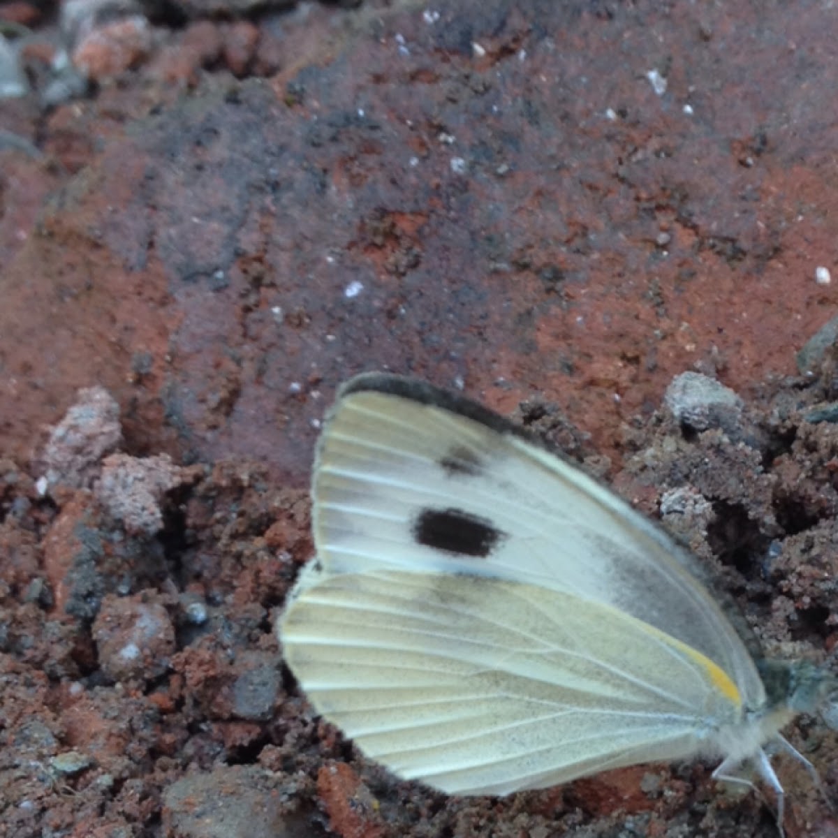 Indian Cabbage White