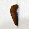 Two-tailed Swallowtail Cocoon
